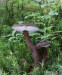 ryzec černohlávek (Houby), Lactarius lignyotus (Fungi)